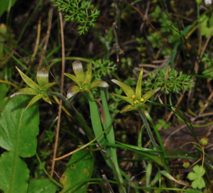 Fiore da determinare - Gagea sp.